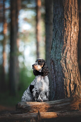 Beautiful english cocker spaniel dog portrait in nature
