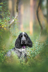 Beautiful english cocker spaniel dog portrait in nature