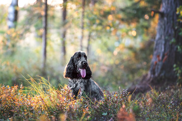 Beautiful english cocker spaniel dog portrait in nature