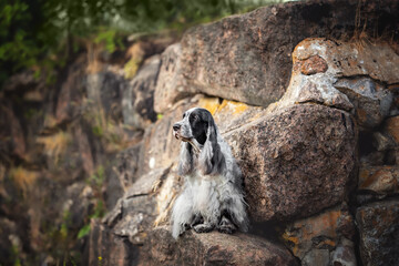 Beautiful english cocker spaniel dog portrait in nature
