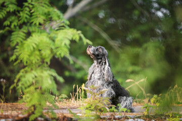 Beautiful english cocker spaniel dog portrait in nature