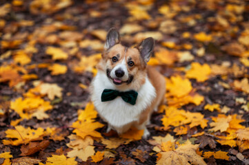 cute corgi dog puppy sits among fallen leaves in autumn sunny park