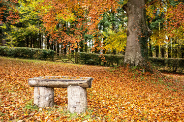 bench in autumn park