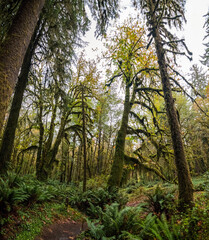 Scenic rainforest in the Olympic National Park in Washington state
