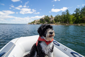 dog wearing a life jacket in the dingy at the Benjamin Islands