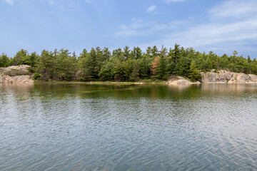 Green algae bloom on the water