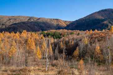 紅葉した乗鞍高原