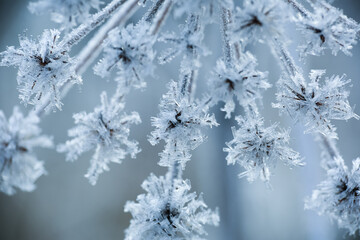 Frost