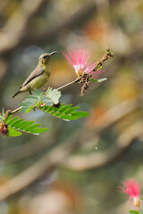 Beautiful Purple sunbird (Cinnyris asiaticus), a small sunbird, sucking nectar from flower. Stock image shot at Kolkata, Calcutta, West Bengal, India