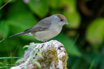 Mönchsgrasmücke (Sylvia atricapilla) Weibchen badet