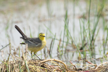Yellow wagtail bird, scientific name - Motacilla flava, sitting on wetland ground. It is the early winter bird of India. Stock image shot at daytime, West Bengal, Kolkata, India.