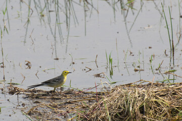 Yellow wagtail bird, scientific name - Motacilla flava, sitting on wetland ground. It is the early winter bird of India. Stock image shot at daytime, West Bengal, Kolkata, India.