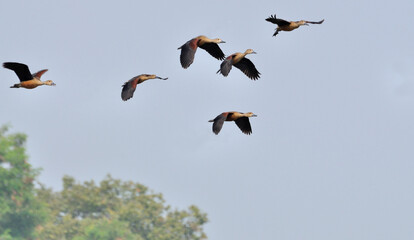Birds, lesser whistling duck -Dendrocygna javanica, also known as Indian whistling duck or lesser whistling teal, species of whistling duck