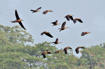 Birds, lesser whistling duck -Dendrocygna javanica, also known as Indian whistling duck or lesser...