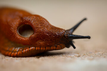 Eine Nahaufnahme einer roten, braunen Nacktschnecke auf einem Stein.

