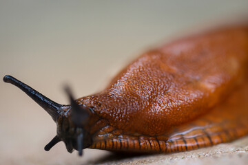 Eine Nahaufnahme einer roten, braunen Nacktschnecke auf einem Stein.
