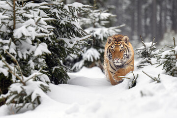 The tiger runs on the edge of the forest and enjoys the snow.