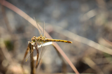 Portrait einer Libelle im Sommer in der freien Natur.