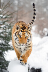 The tiger runs on the edge of the forest and enjoys the snow.