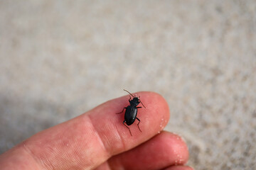 Ein kleiner Schwarzer Käfer krabbelt auf einem Finger. © boedefeld1969