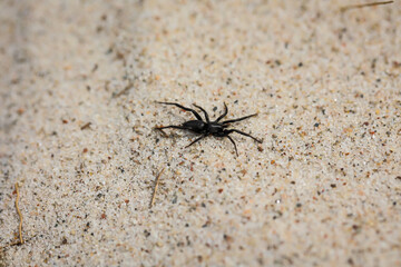 Eine kleine dunkle Spinne läuft über den Ostseesand.
