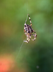 Portrait einer Gartenkreuzspinne in ihrem Netz auf einer Wiese.
