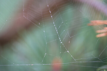 Nahaufnahme eines Spinnennetz ohne Spinne. Ein sorgfältig gewebtes Spinnennetz