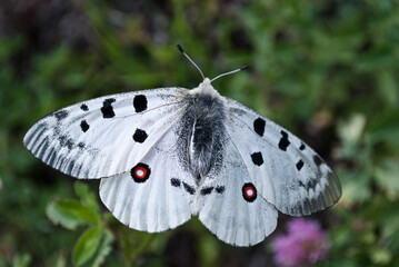 Fototapeta premium butterfly on a leaf
