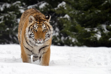 The tiger runs on the edge of the forest and enjoys the snow.