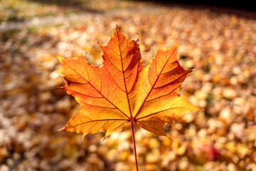Orange maple acer leaf, fall autumn bokeh background, november colors