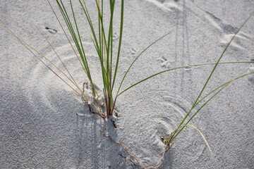Gras oder Pflanzen welche dem Küstenschutz in den Dünen dienen.