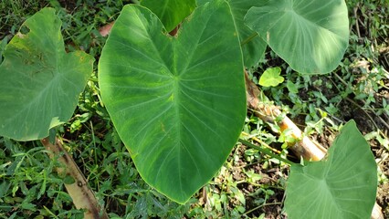 elephant's ears plant Xanthosoma is a genus of flowering plants in the arum family