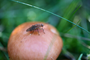 Eine Makroaufnahme eines Pilz im Wald. Essbar, giftig oder nicht genießbar?
