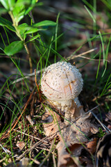 Eine Makroaufnahme eines Pilz im Wald. Essbar, giftig oder nicht genießbar?
