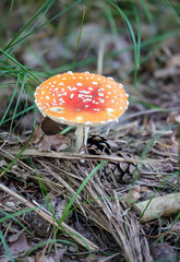 Ein giftiger Fliegenpilz mit seinen roten Hut und den weißen Punkten.