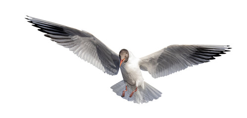 isolated on white black-head one flying grey gull photo