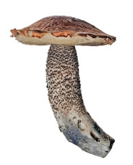 isolated Leccinum side view