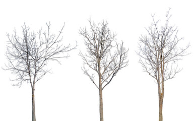 Fototapeta na wymiar winter brown three trees with bare dense branches