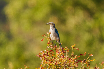red backed shrike
