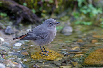 Hausrotschwanz (Phoenicurus ochruros) Weibchen badet