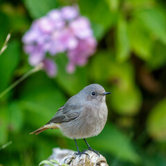 Hausrotschwanz (Phoenicurus ochruros) Weibchen