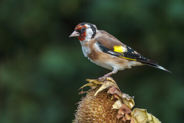 Stieglitz (Carduelis carduelis)