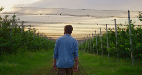 Farmer man walking greenhouse alone at beautiful sunset agriculture plantation.