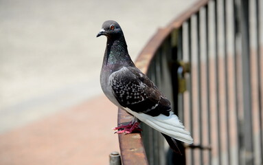 Columbidae are a family of birds that includes over 300 species. It is the only family of the Columbiformes orde