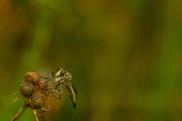 details of the robberfly head