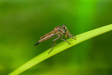 details of the robberfly head