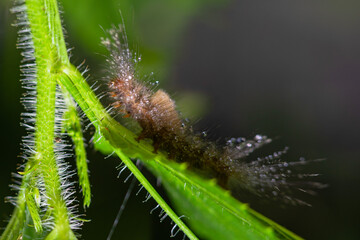 caterpillar before becoming a butterfly.
very itchy if on the skin it causes irritation