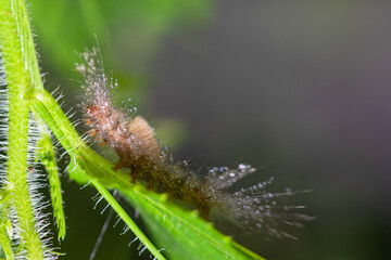 caterpillar before becoming a butterfly.
very itchy if on the skin it causes irritation