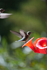 hummingbird feeding on flower