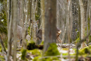 Chevreuils dans les bois